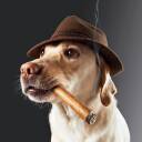 Herfdog's avatar
